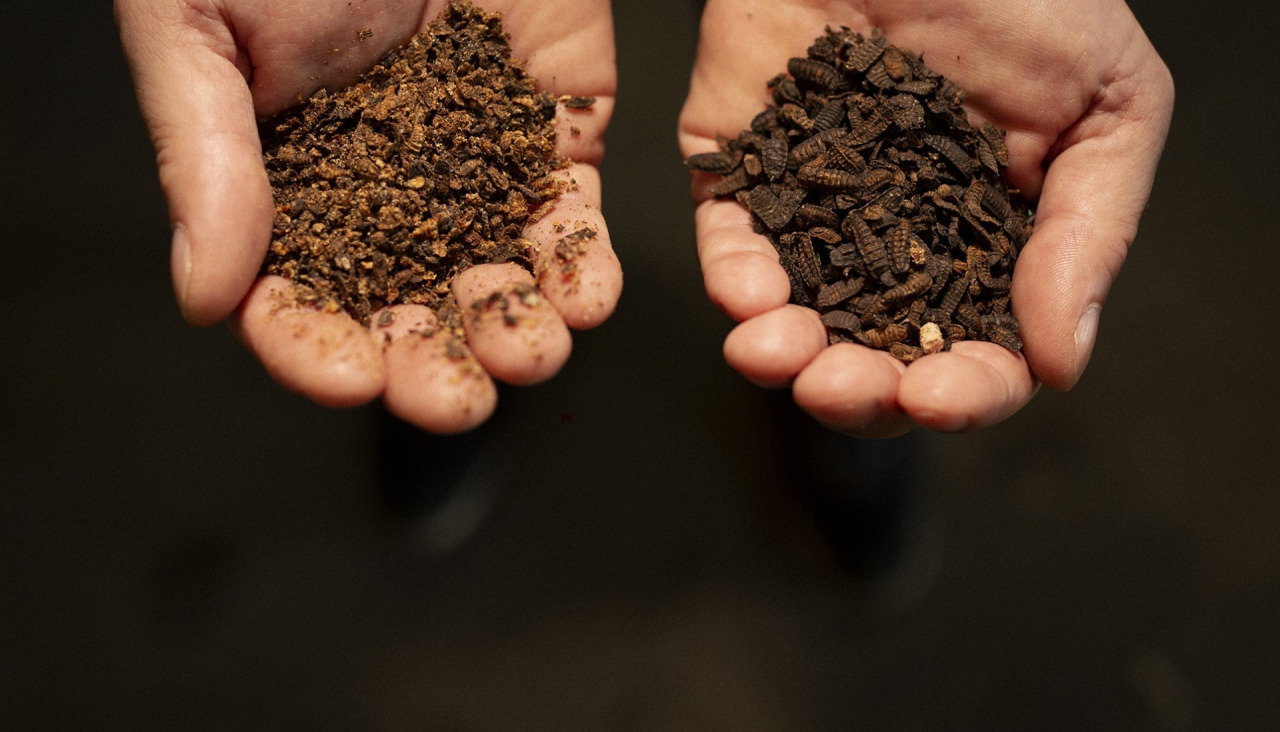 Lavas de mosca negra