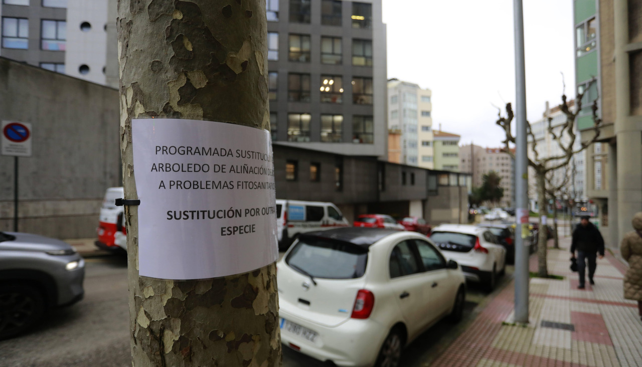 Arboles marcados para talar en Ramón del Cueto