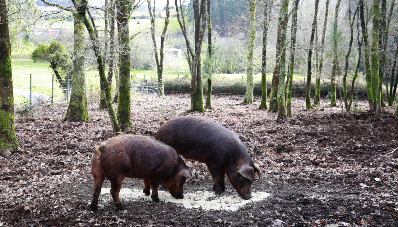 Porcos en liberdade nunha carballeira de Viós, Abegondo