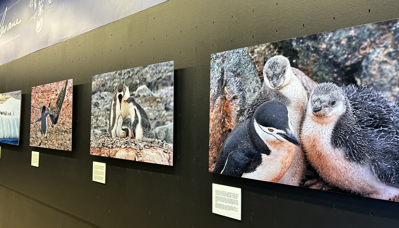 «Unha historia de pingüíns»