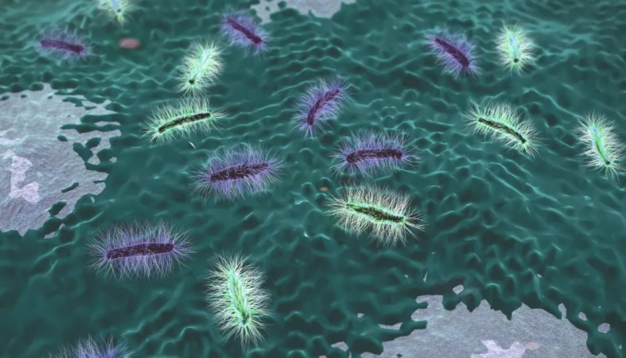 ¿Qué es el Helicobacter Pylori y qué relación tiene con el cáncer?
