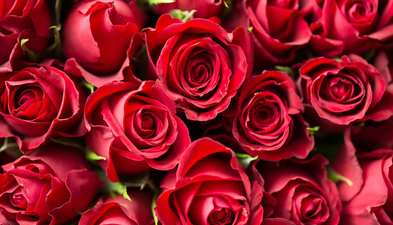 Rosas rojas