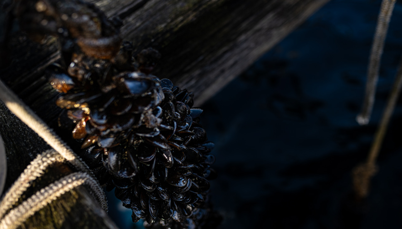 
Imagen de archivo de una recogida de mejillones en Galicia
