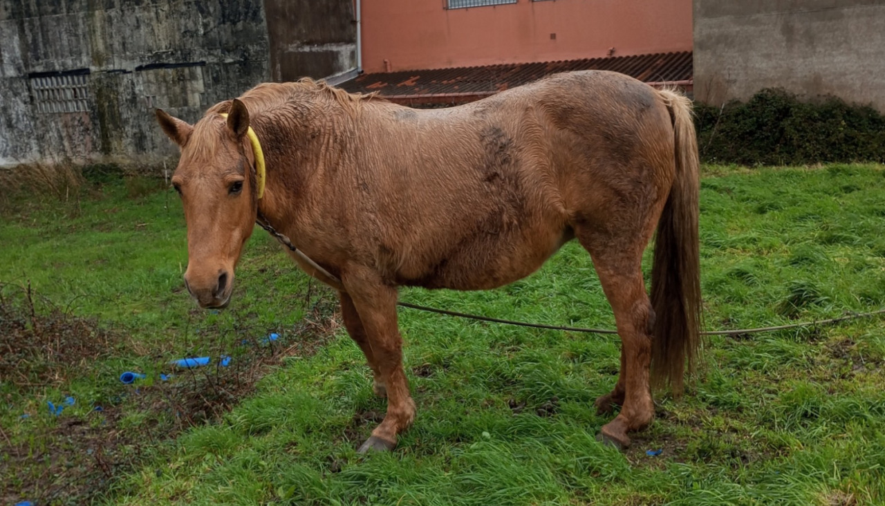 Uno de los caballos parcialmente abandonados en Meicende