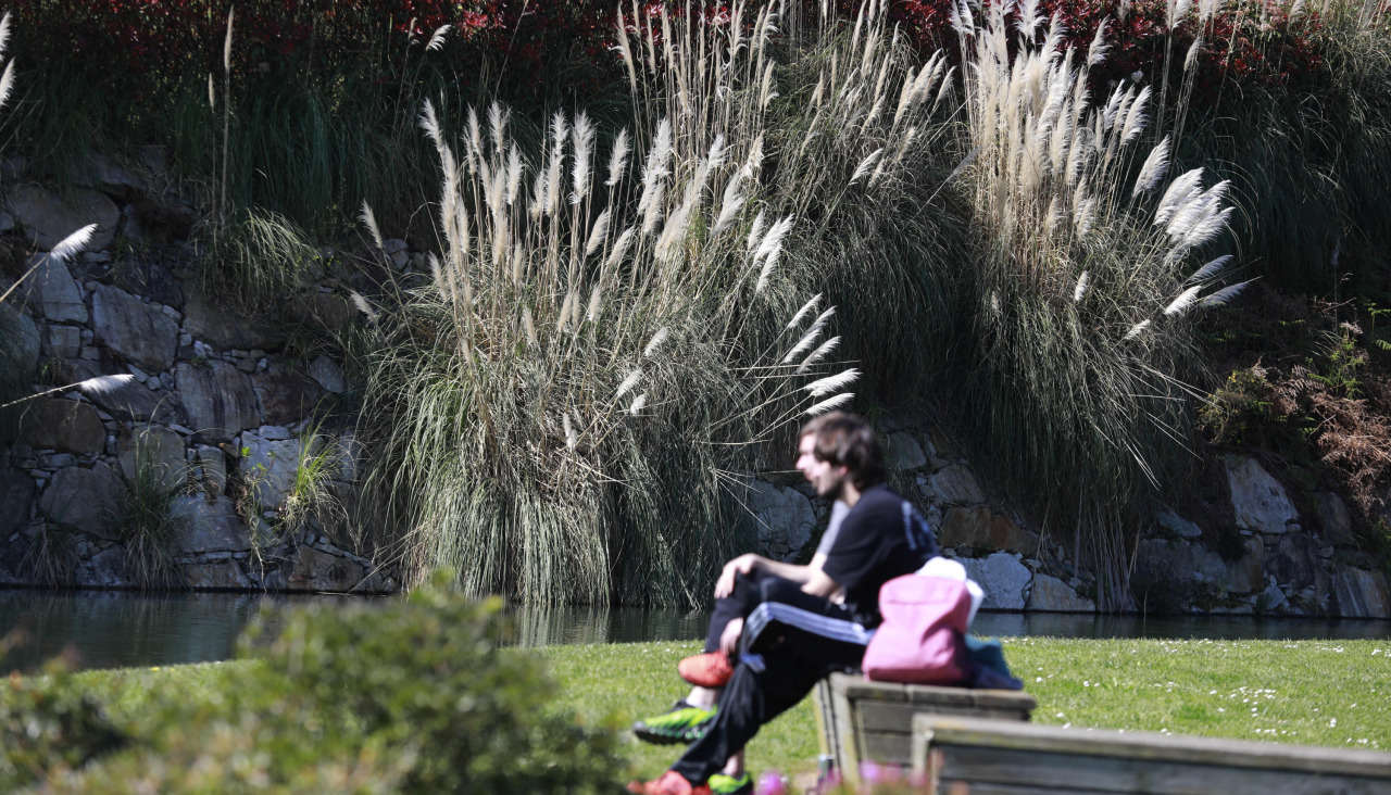 Dos personas disfrutan del sol en el parque Adolfo Suárez, invadido por plumachosHierba de la pampa