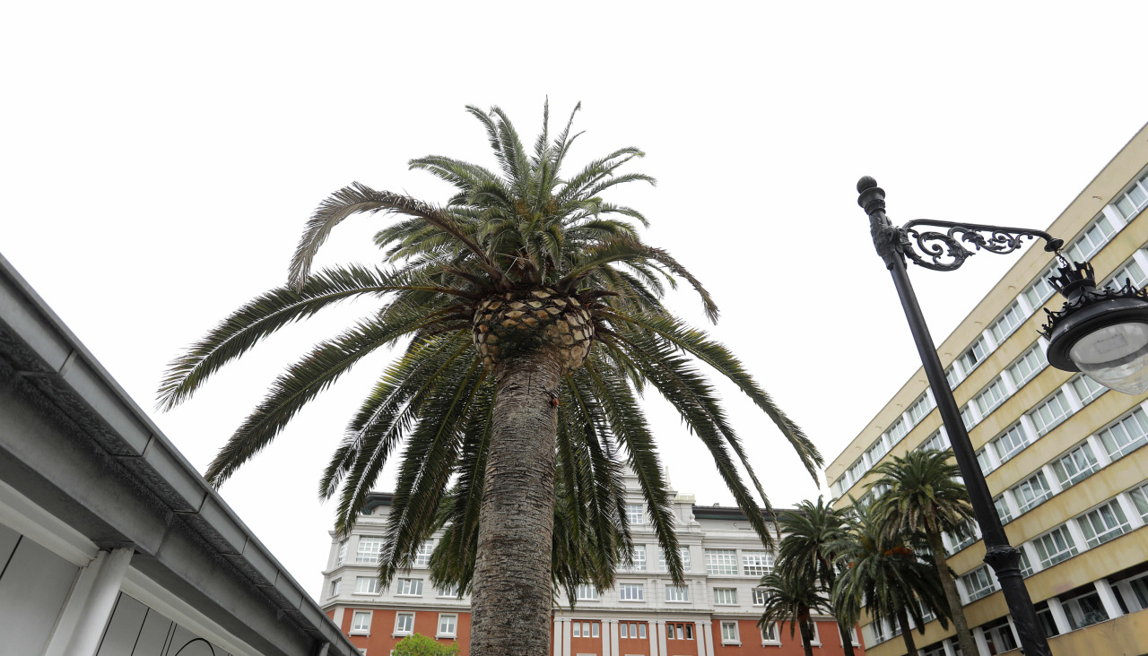 Palmeras en los jardines de Méndez Núñez