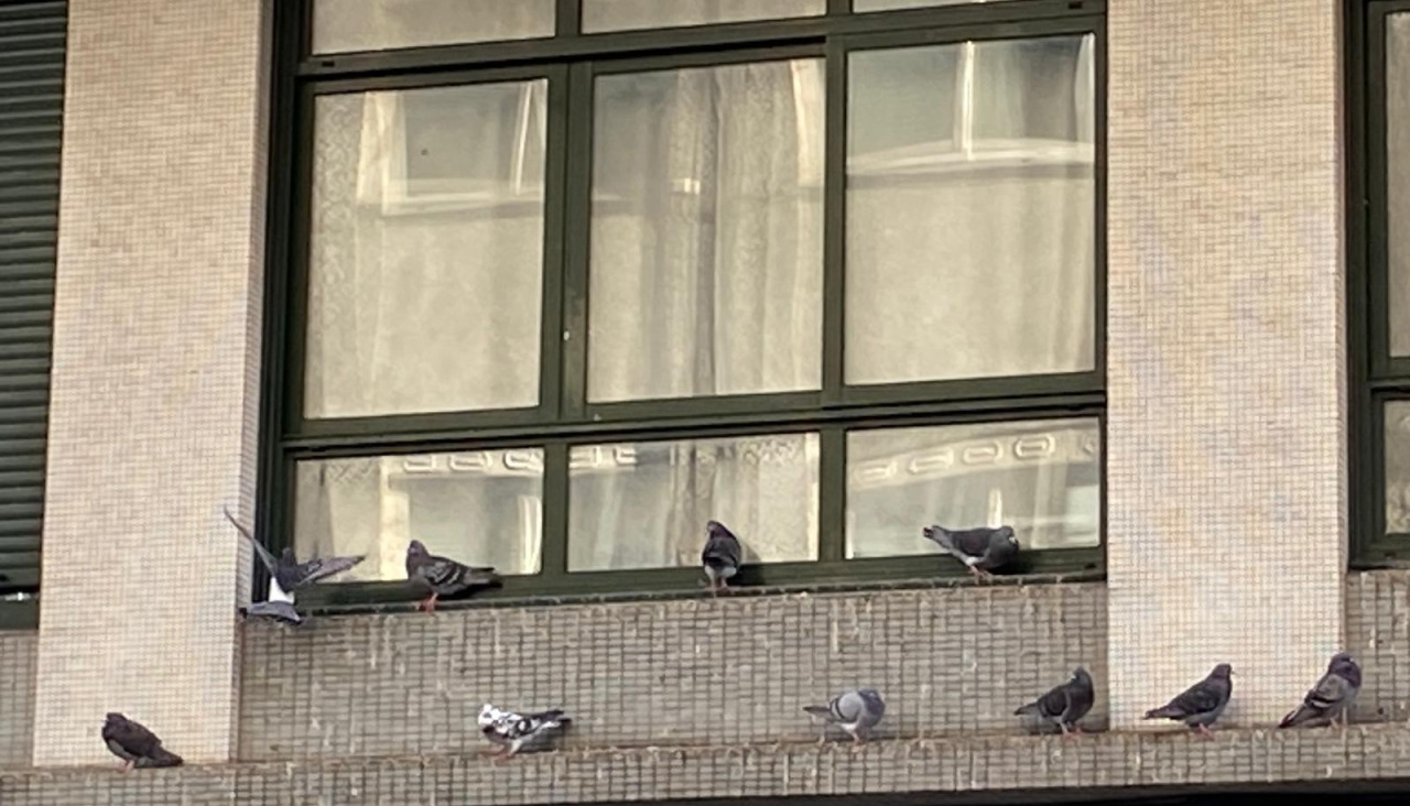 Las palomas acechan desde un balcón de Menéndez Pidal