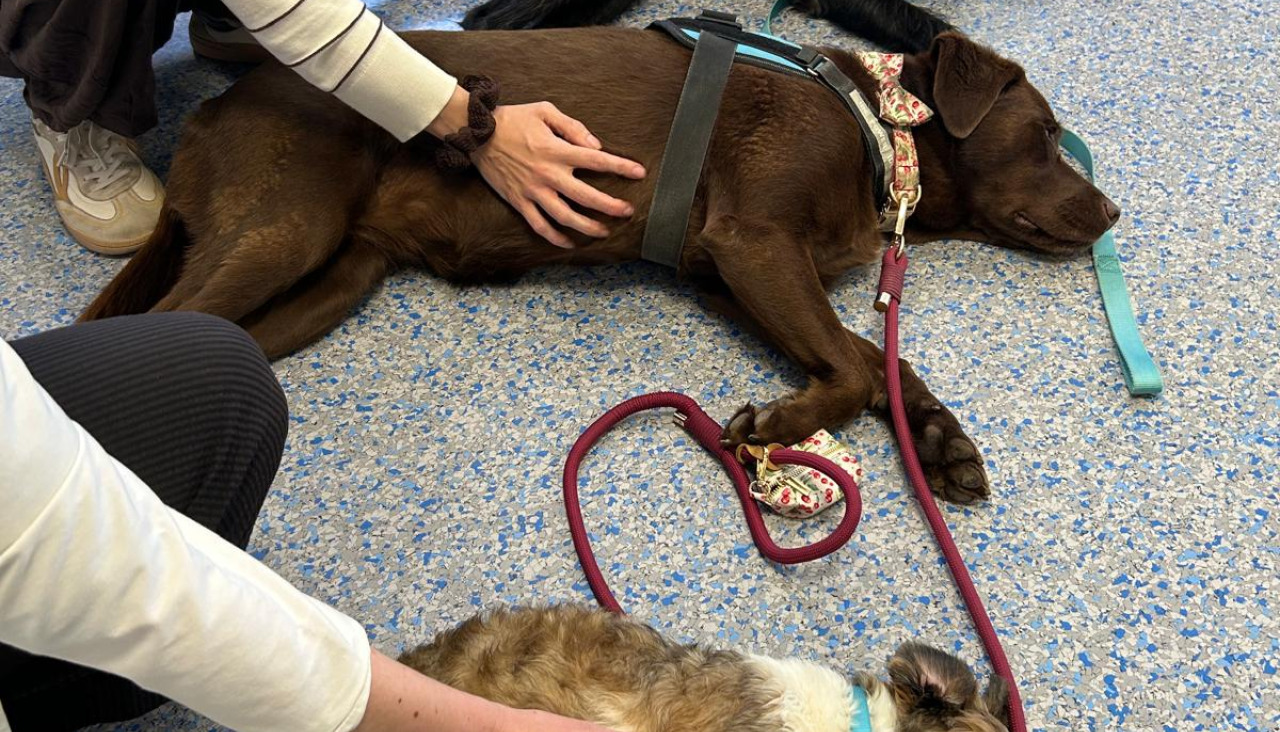 Terapia con perros en la Fundación Jove e Inibic