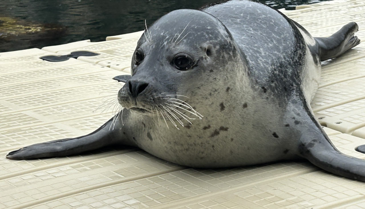 Jinzi, la nueva foca del Aquarium Finisterrae