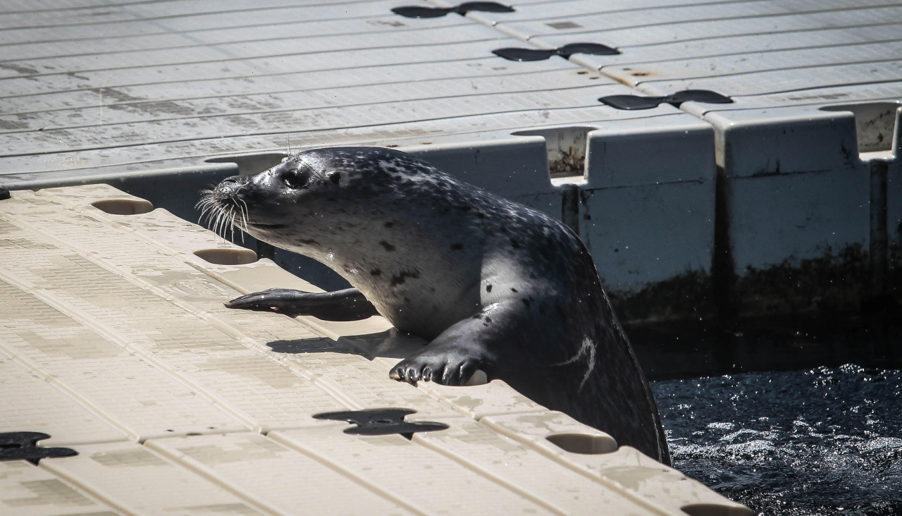 Foca Jinzi. Quintana