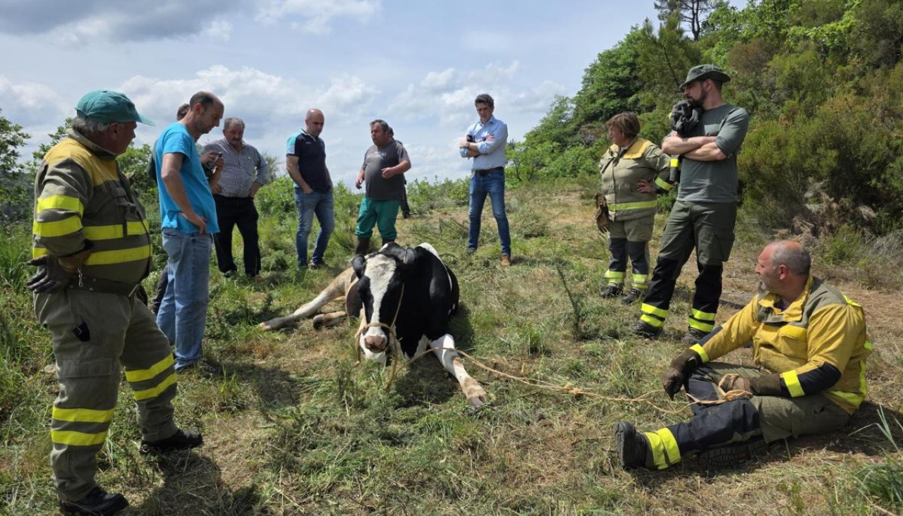 Una imagen tomada durante el rescate de las vacas en Taboada, Lugo