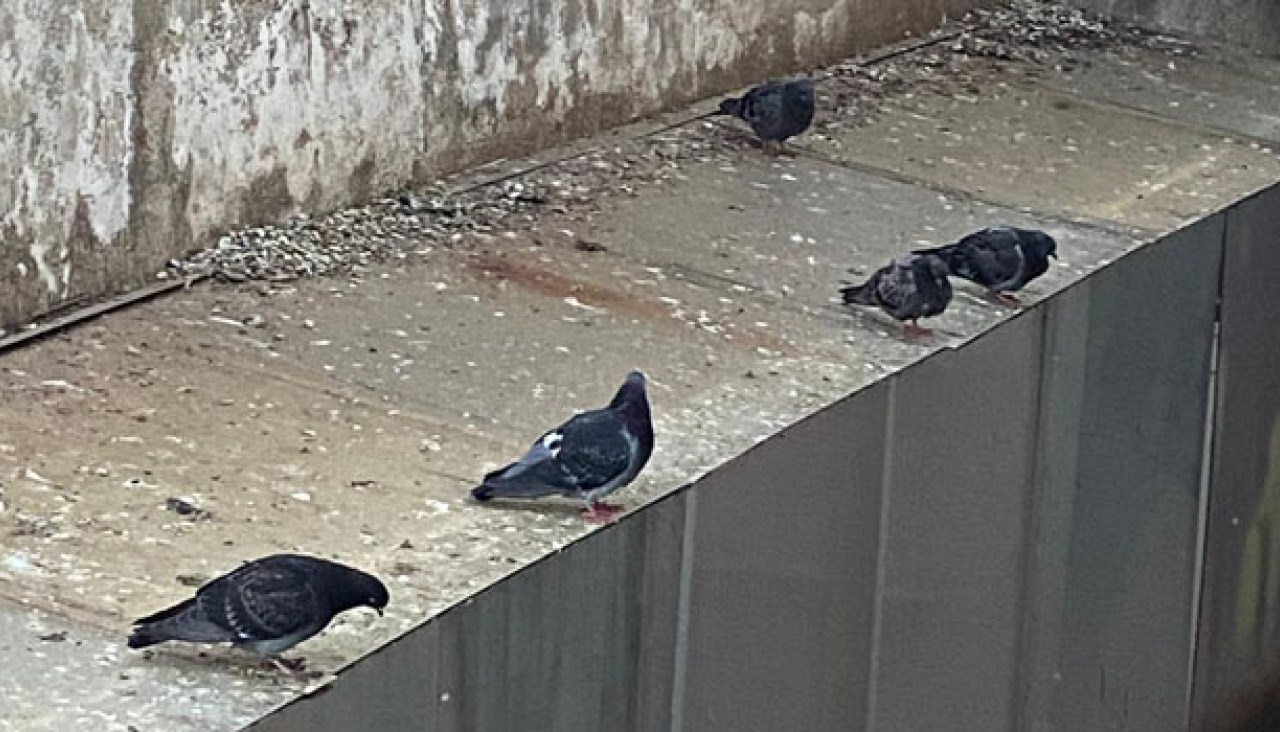 Palomas comunidad_20181505