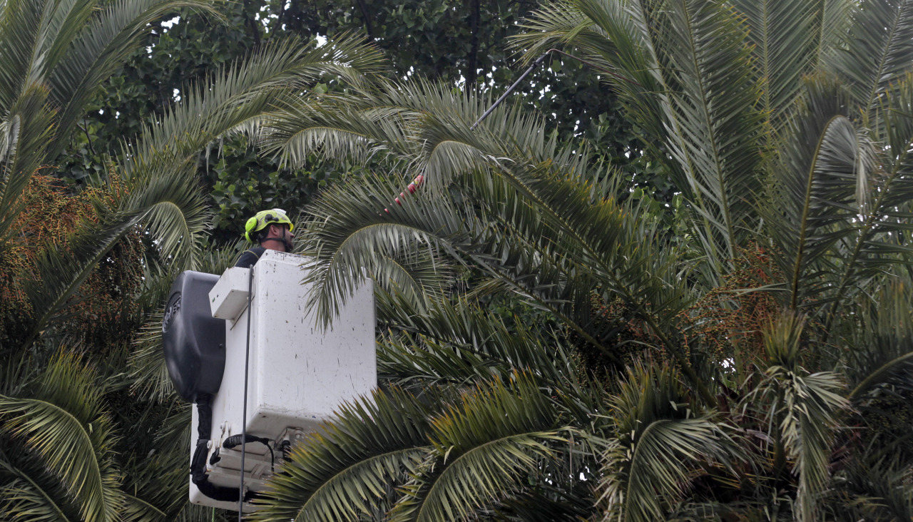 Fumigación del picudo en las palmeras de Méndez Núñez