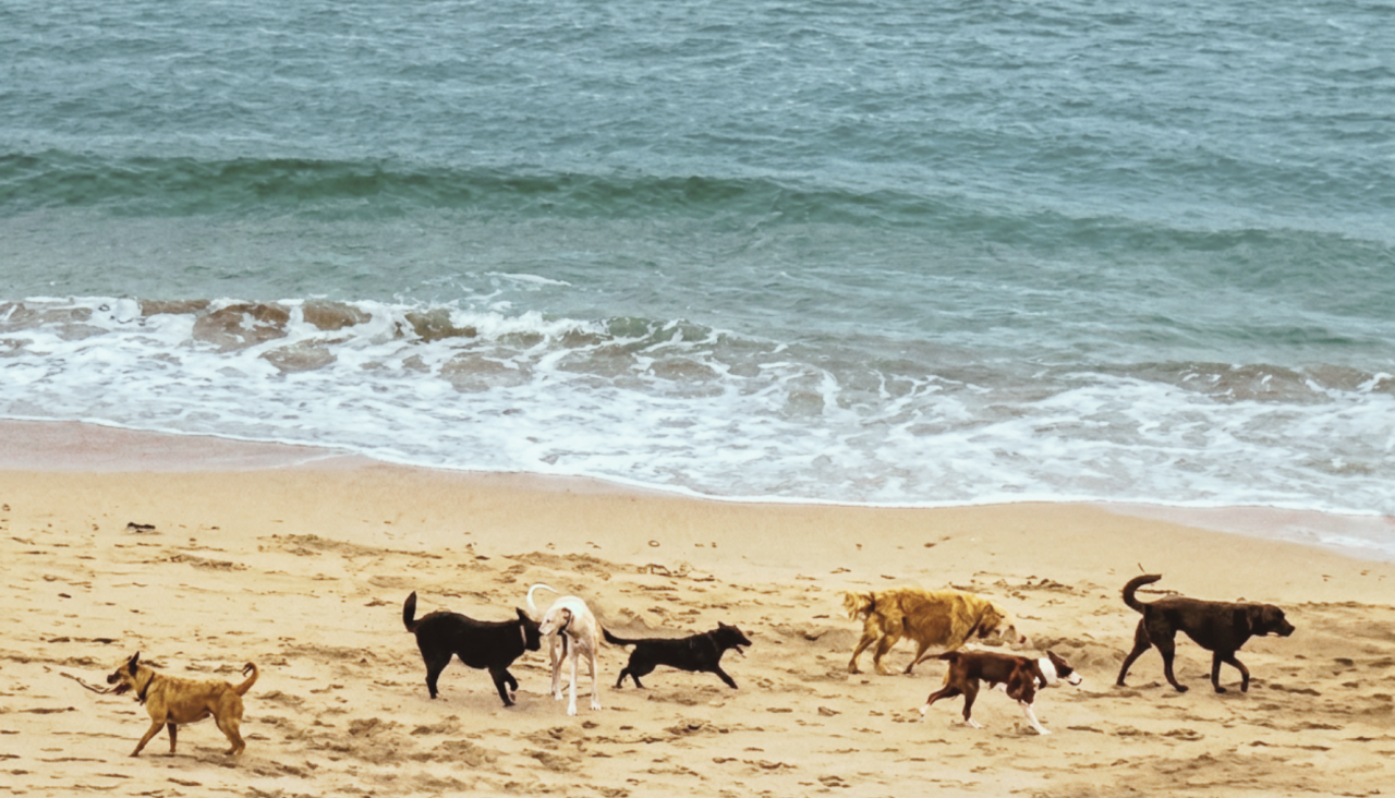 Perros en la playa del Orzán este miércoles