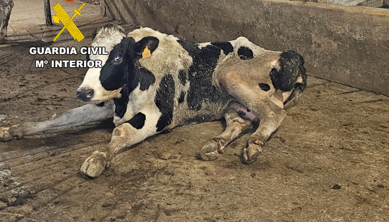 Vaca maltratada 3