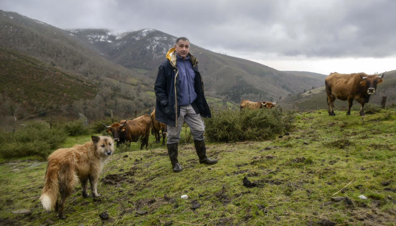 Un ganadero ourensano con sus vacas en Maceda
