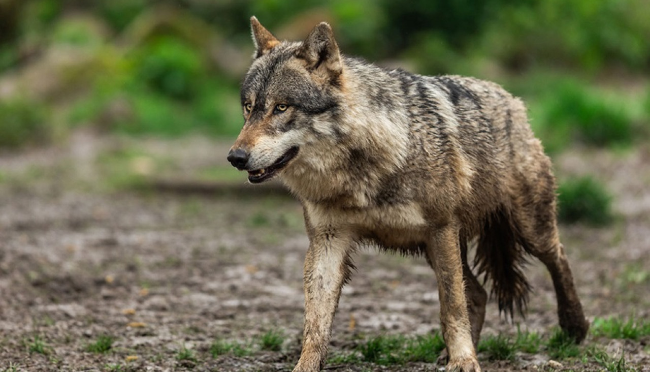 UniÃ³n de Uniones pide al MITECO la activaciÃ³n de reuniones periÃ³dicas para plantear la postura de EspaÃ±a en la protecciÃ³n del lobo ante la propuesta de la ComisiÃ³n Europea de rebajarla.AB PHOTOGRAPHY26/12/2023