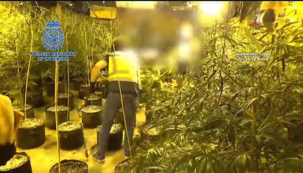 Dos detenidos y un cultivo de 305 plantas de marihuana desmantelado en Cambre