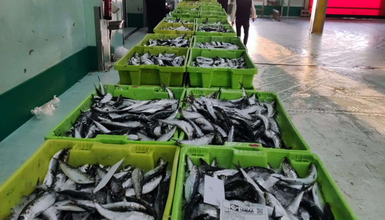 Sardinas