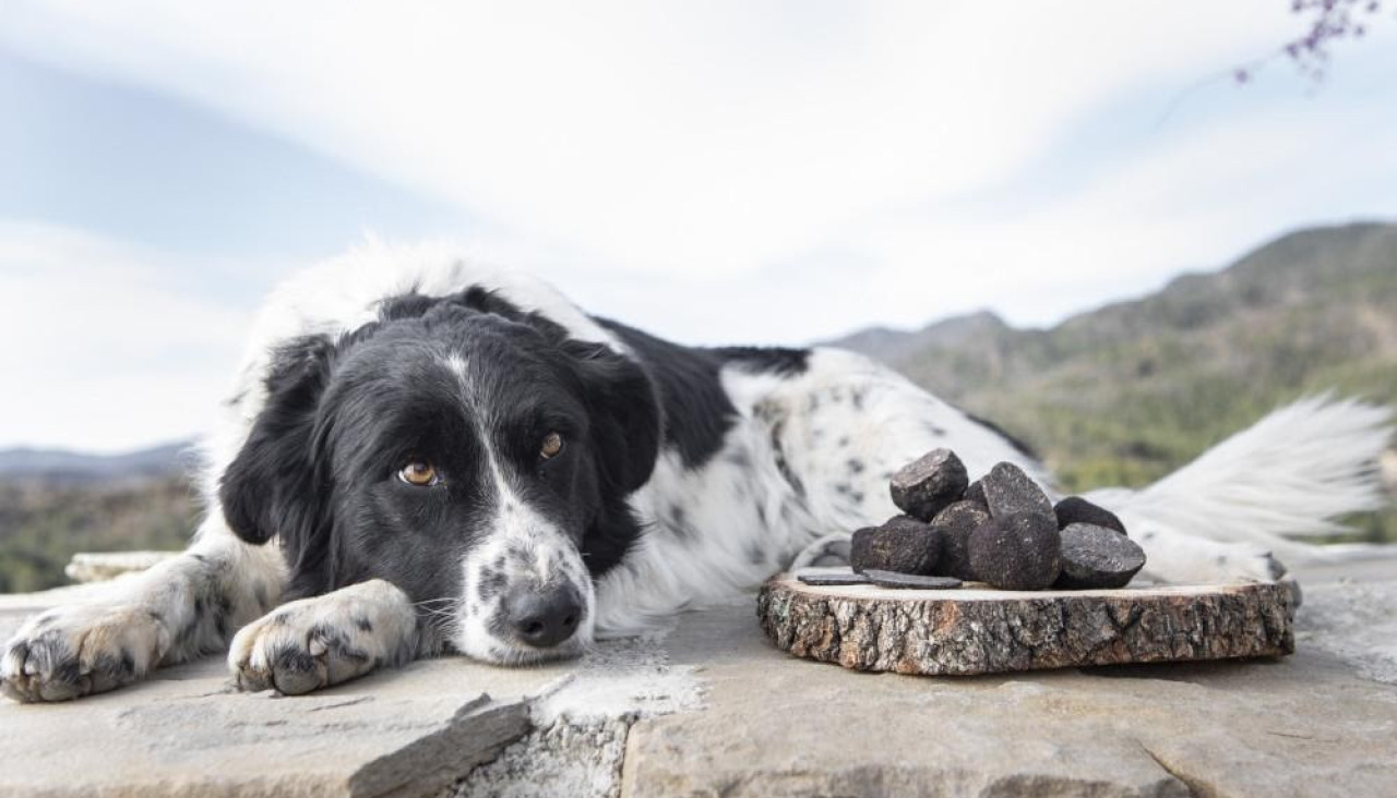 Un perro trufero descansa tras una jornada en los montes de Huesca