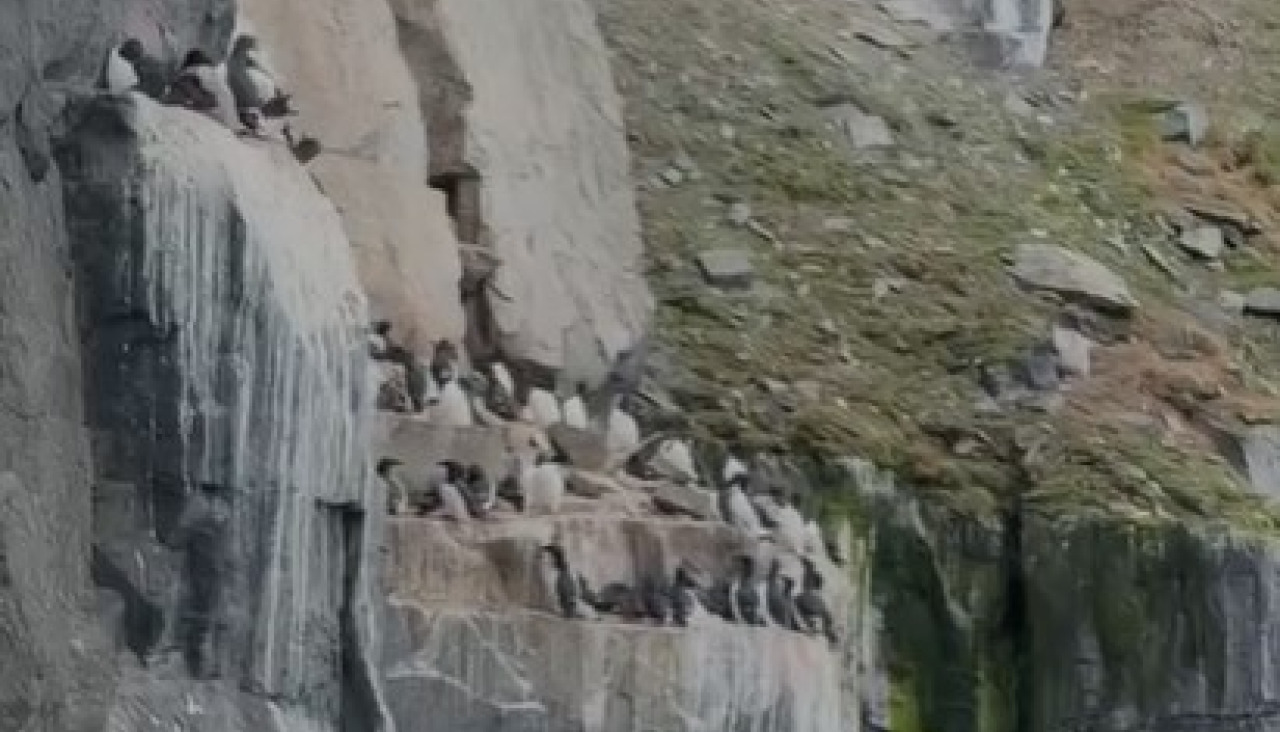 Araos de Brunnich en Svalbard