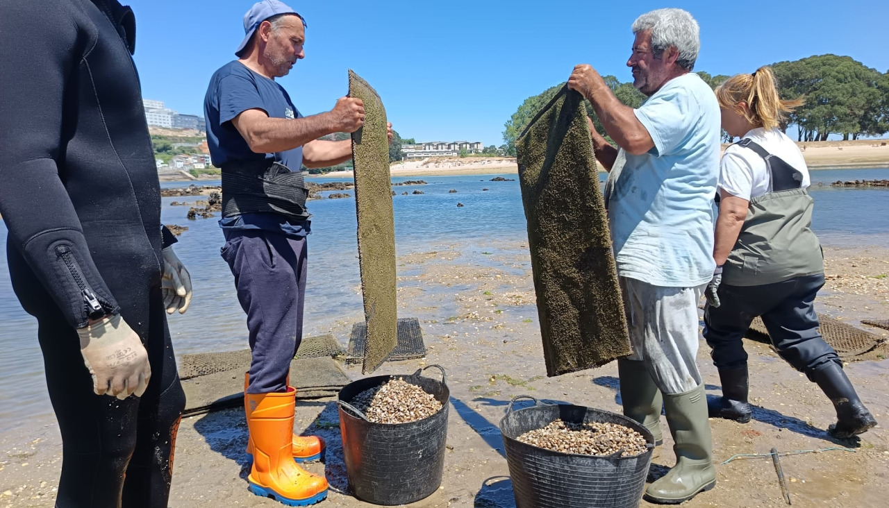 Entrega de almeja para la regeneración marisquera en la ría coruñesa