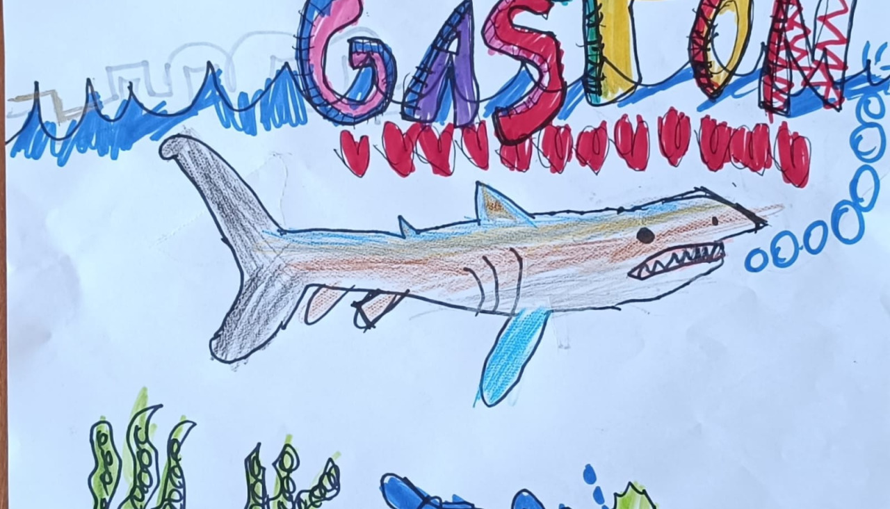 dibujo tiburón Gastón