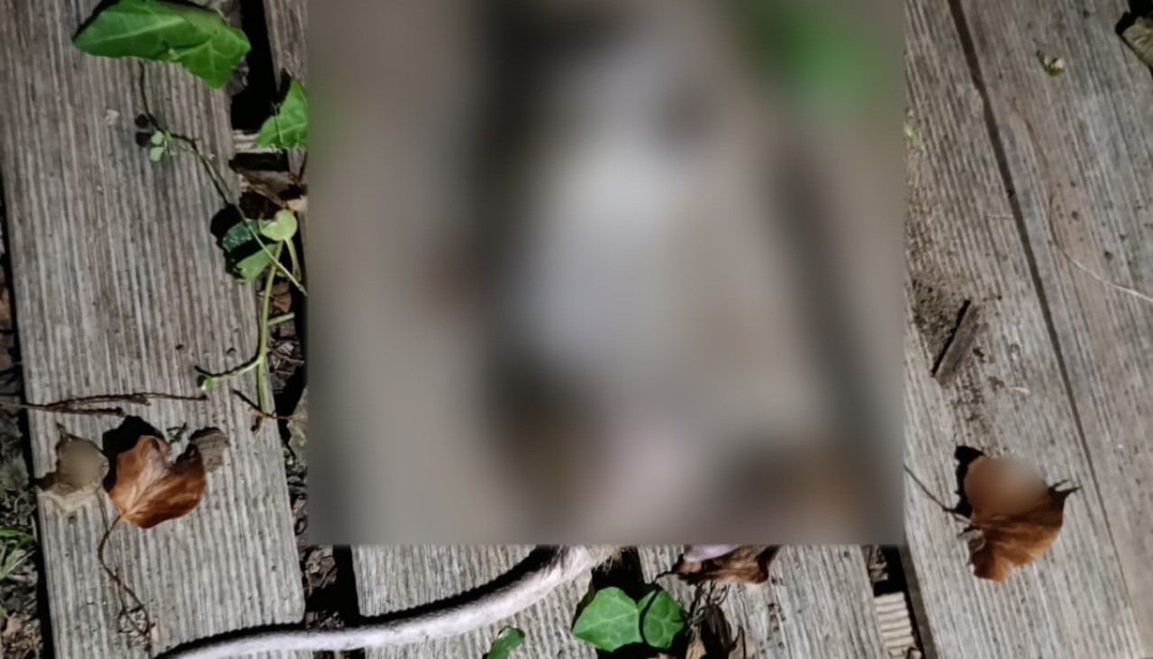 RATA MUERTA LUGAR COVELO 22
