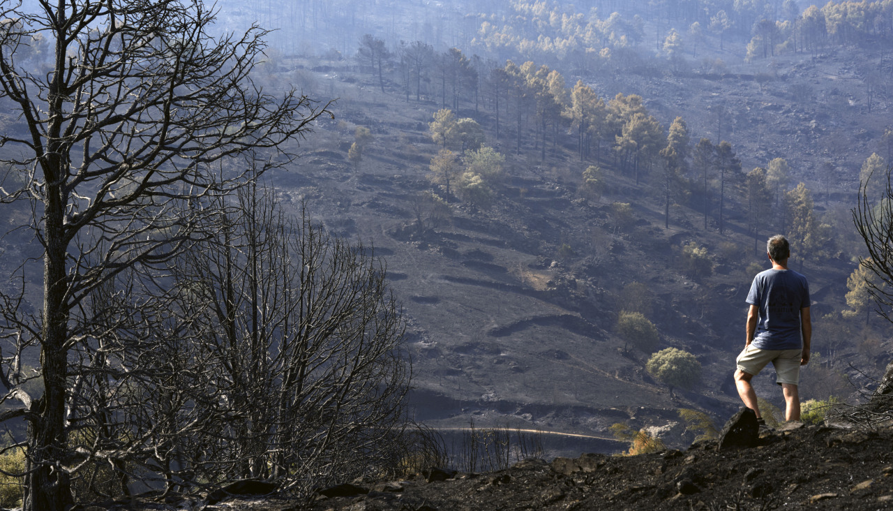 Un hombre observa uno de los pinares arrasados por el incendio de Burgohondo, en Ávila