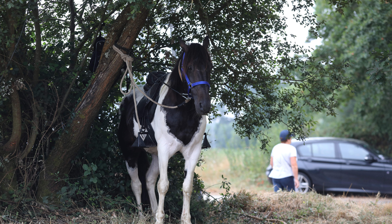 El Concello de Curtis celebró una nueva edición de su tradicional feria dedicada a los caballos con actividades como las pruebas de andadura, concurso morfológico o espectáculos ecuestres