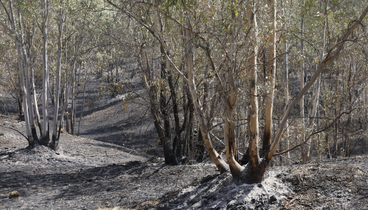 Incendio forestal de Niebla