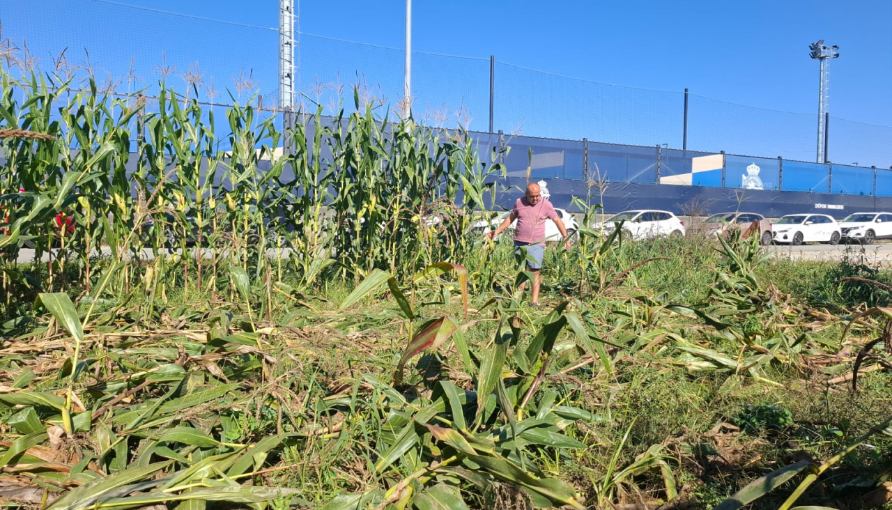 El propietario de la finca muestra los daños provocados por los jabalíes