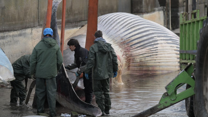 Ballena despiezada en A Coruña