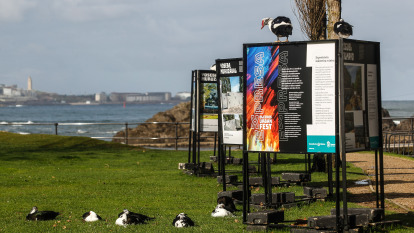 Los patos de Santa Cruz (Oleiros) encaramados a los carteles de la exposición