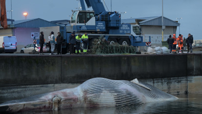 Rescate cuerpo ballena