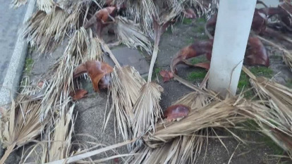 Palmeras peladas por el viento en Riazor