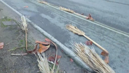 Palmeras dañadas por el viento en Riazor