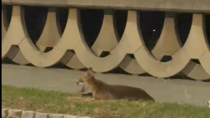 Zorro con gaviota en los Rosales