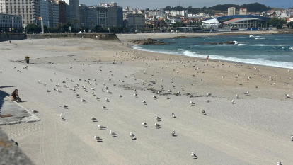 Gaviotas en las playas de A Coruña