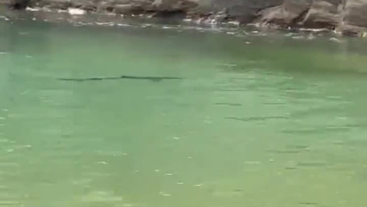 Vídeo tiburón en Mera