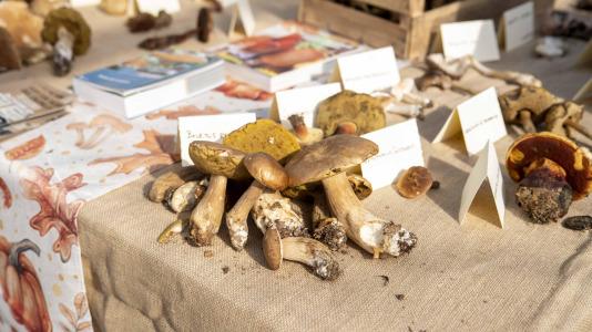 Exposición de setas en Teixeiro @Carlota Blanco (34)