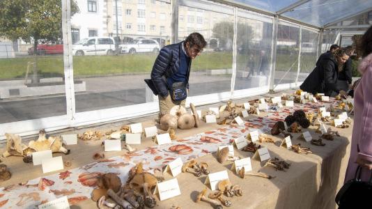 Exposición de setas en Teixeiro @Carlota Blanco (29)