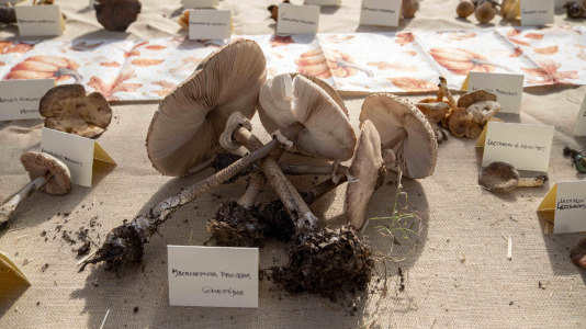 Exposición de setas en Teixeiro @Carlota Blanco (36)