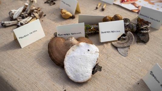 Exposición de setas en Teixeiro @Carlota Blanco (43)