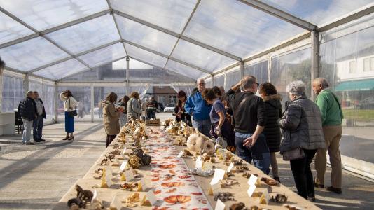 Exposición de setas en Teixeiro @Carlota Blanco (50)