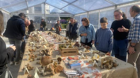Exposición de setas en Teixeiro (4)