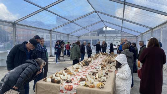 Exposición de setas en Teixeiro (3)