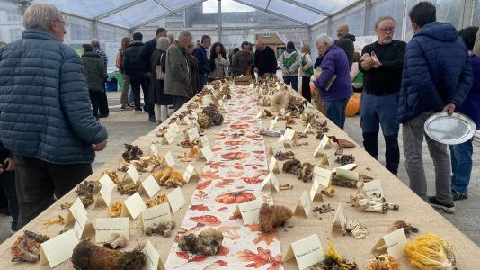Exposición de setas en Teixeiro (2)