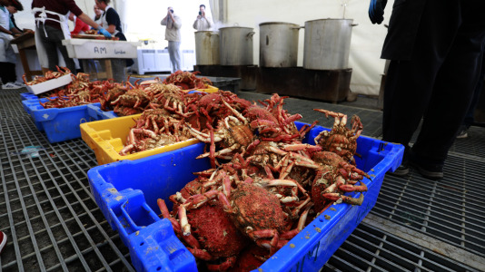 Cada Noviembre se celebra en el Puerto de Lorbé la Fiesta de la Centolla (17)