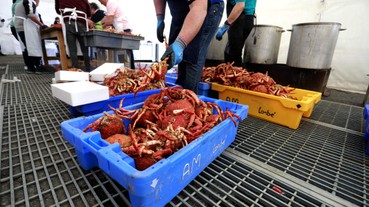 Cada Noviembre se celebra en el Puerto de Lorbé la Fiesta de la Centolla (2)